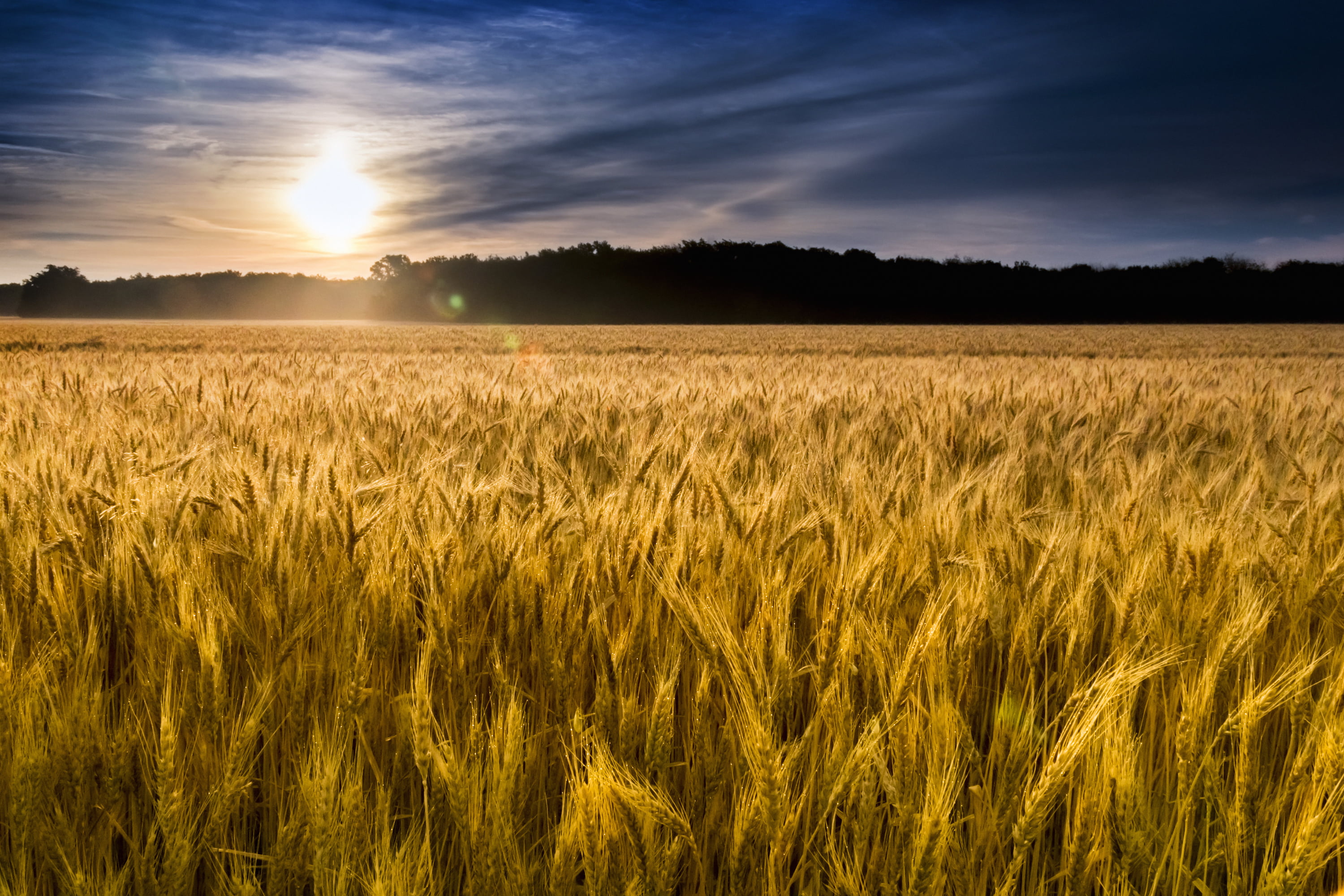 A Wheat Field in Kansas: New Beginnings of the Mind ...
