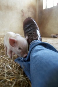 Pig