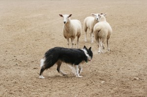 Herding the Sheep