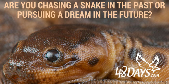 Snake.700×400 Don't Chase the Snake -- A Look at Employee Revenge