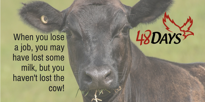 When you lose a job, you may have lost some milk, but you haven’t lost the cow! (1) There’s an old Texas saying: “It doesn’t matter how much milk you spill as long as you don’t lose your cow.” Is losing your job the milk or the cow?