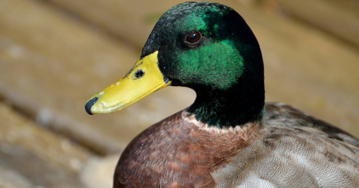 Stop trying to climb trees if you're a duck....... Official Site Dan