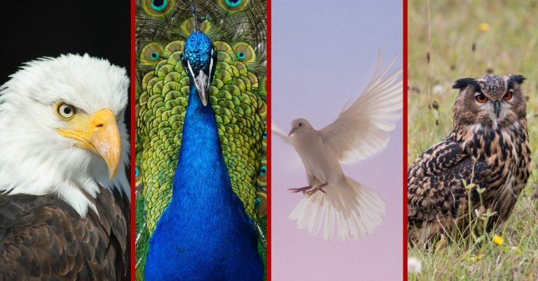 disc profile explained