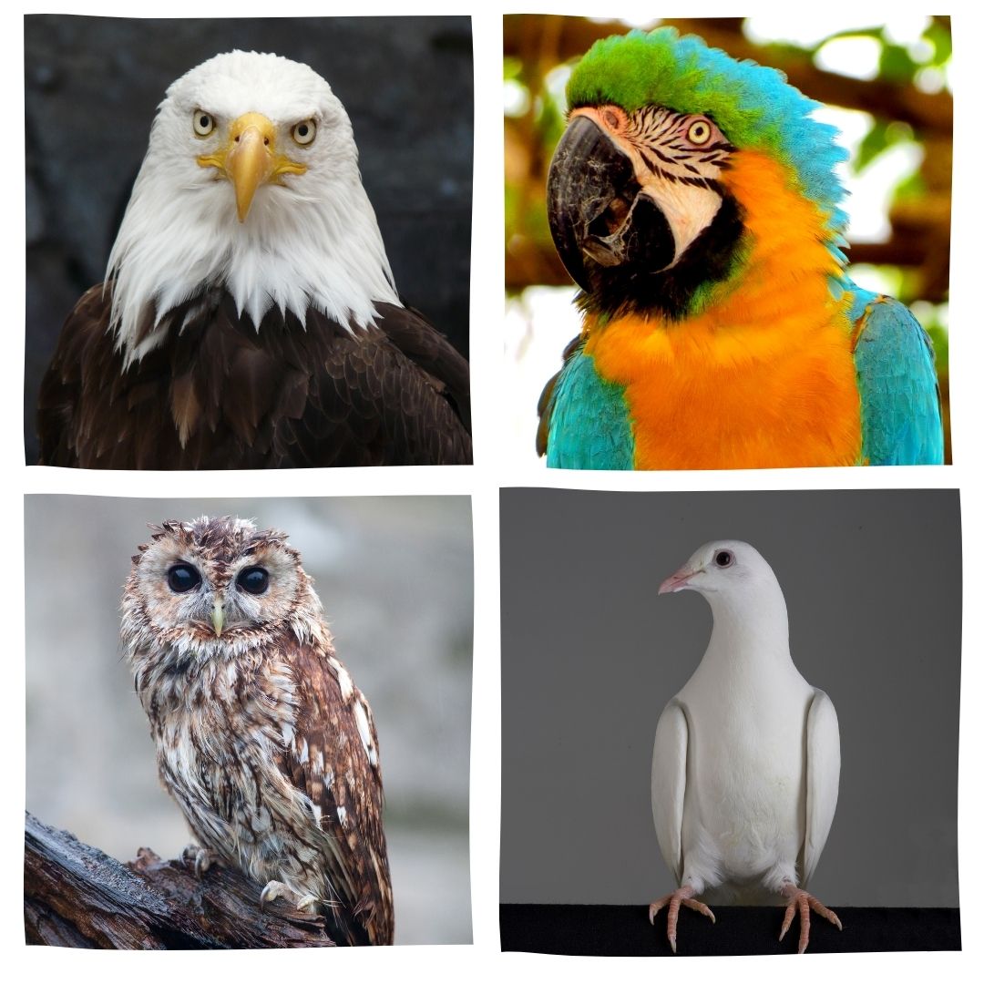 The 4 quadrants of the DISC Personality Test represented by birds: parrot, eagle, owl and dovel.